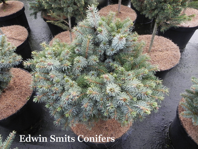 Picea sitchensis 'Mars'